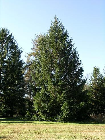 54-Picea_abies1