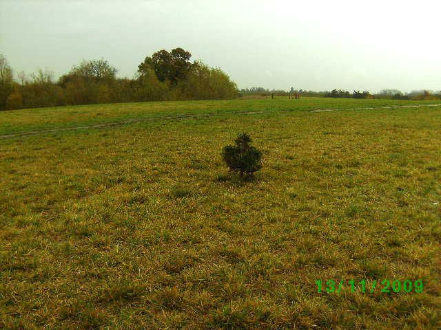 11-Raw_Tree_at_Location