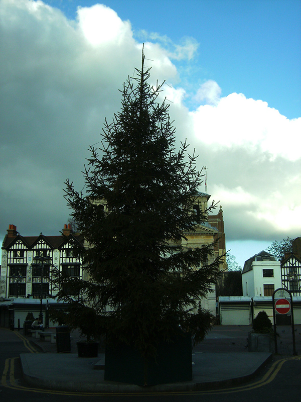 36-10m_Picea_Abies_Kingston_Market