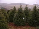 48-Hemlock_5-6ft