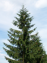 55-Picea_abies_Rotfichte_1